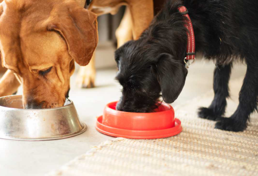 A Guide to Choosing Authentic Dry Food for Puppies from Online Retailers