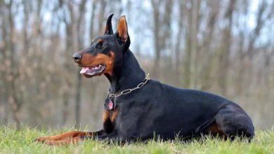 How to Get the Right Doberman Stud Fee in Western Tennessee