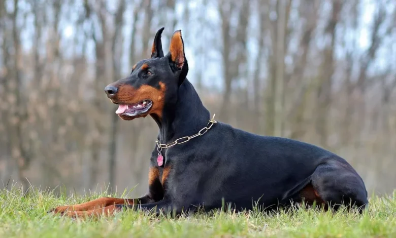 How to Get the Right Doberman Stud Fee in Western Tennessee