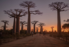 The Antioxidant King: Why Baobab Outshines Blueberries and Other Superfoods