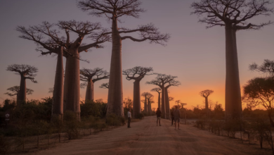 The Antioxidant King: Why Baobab Outshines Blueberries and Other Superfoods